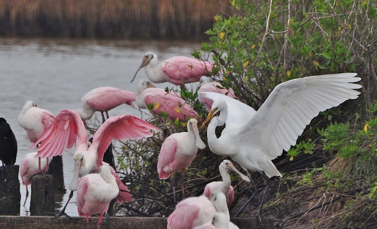 spoonbills and white egret